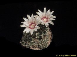 Gymnocalycium siegelianum 22